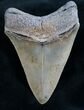 Gorgeous Megalodon Tooth - Beaufort, SC #7496-2